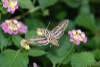 Big Moth Thing